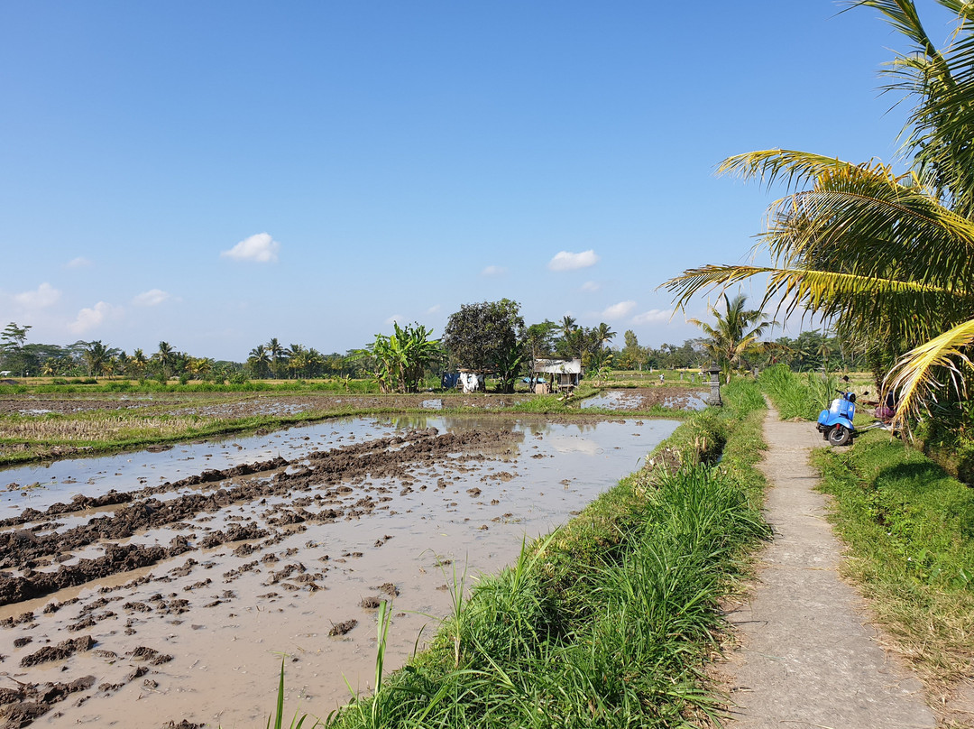 Swallow Guesthouse Bali主图