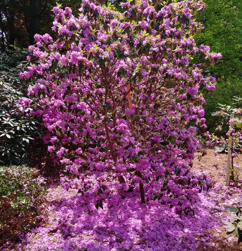 Brueckner Rhododendron Gardens景点图片