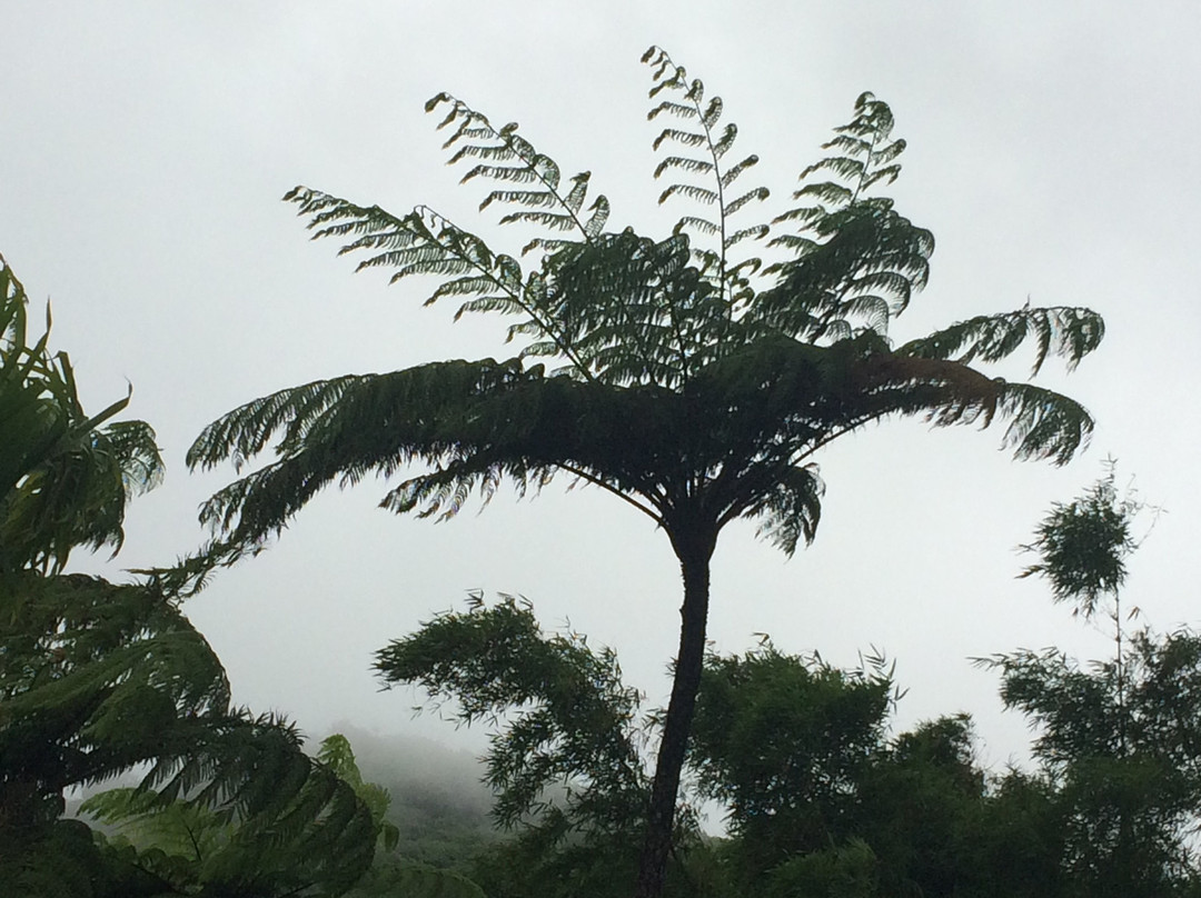 Mandoo's Tour & Taxi Service-St. George's必去景点