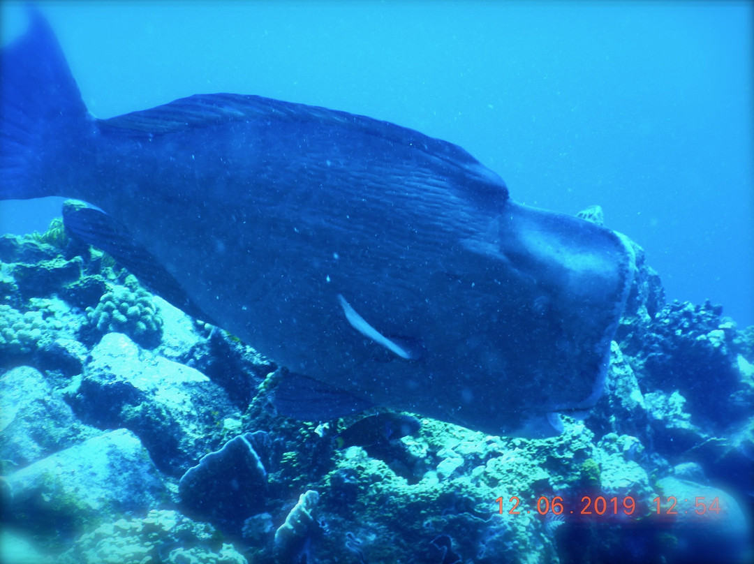 Limangu Diving Centre景点图片