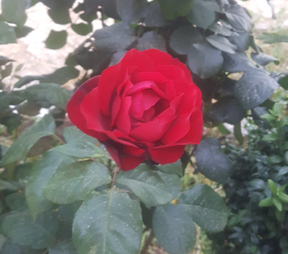 MayaLuna Ecolodge- Restaurants主图