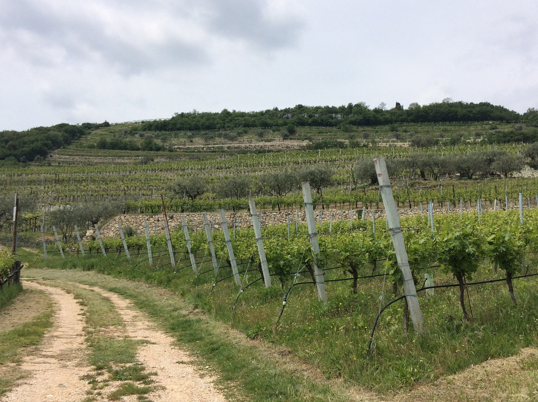 Contramalini Azienda Agricola Tezza Fabio景点图片