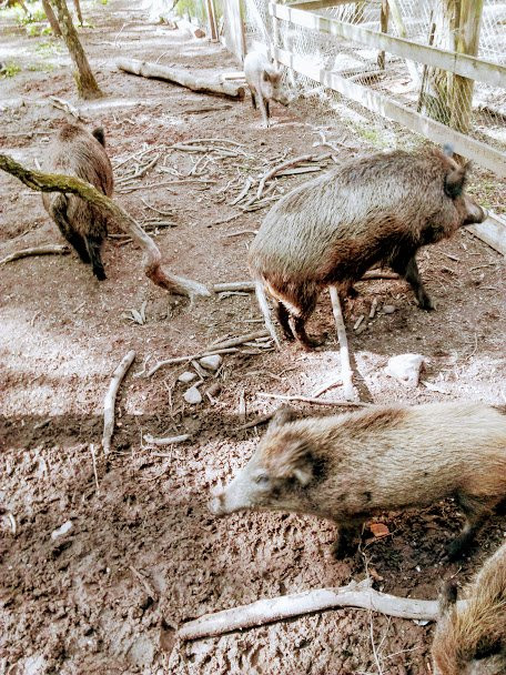 Wildschweingehege (Wild Pig Enclosure)-菲尔特必去景点