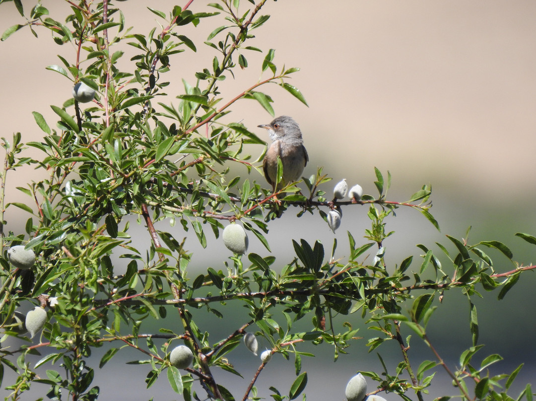 Granada Wildlife-格拉纳达必去景点