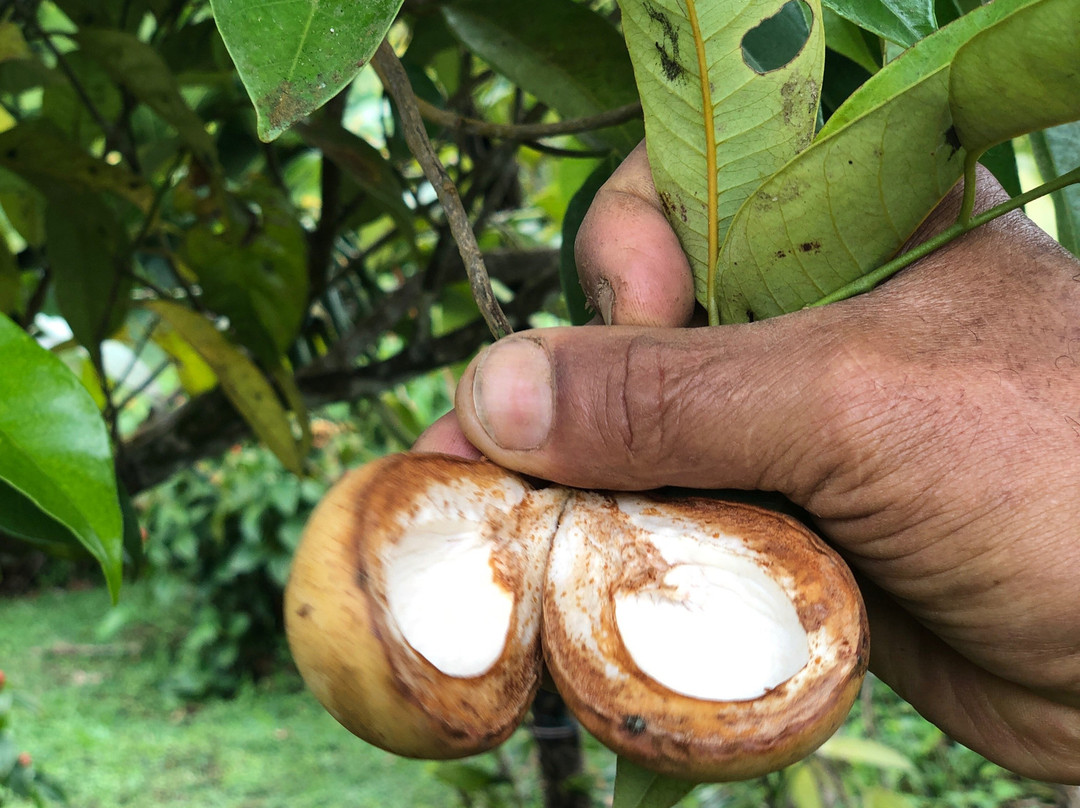 Plantation Beauvallon-Le Morne-Rouge必去景点