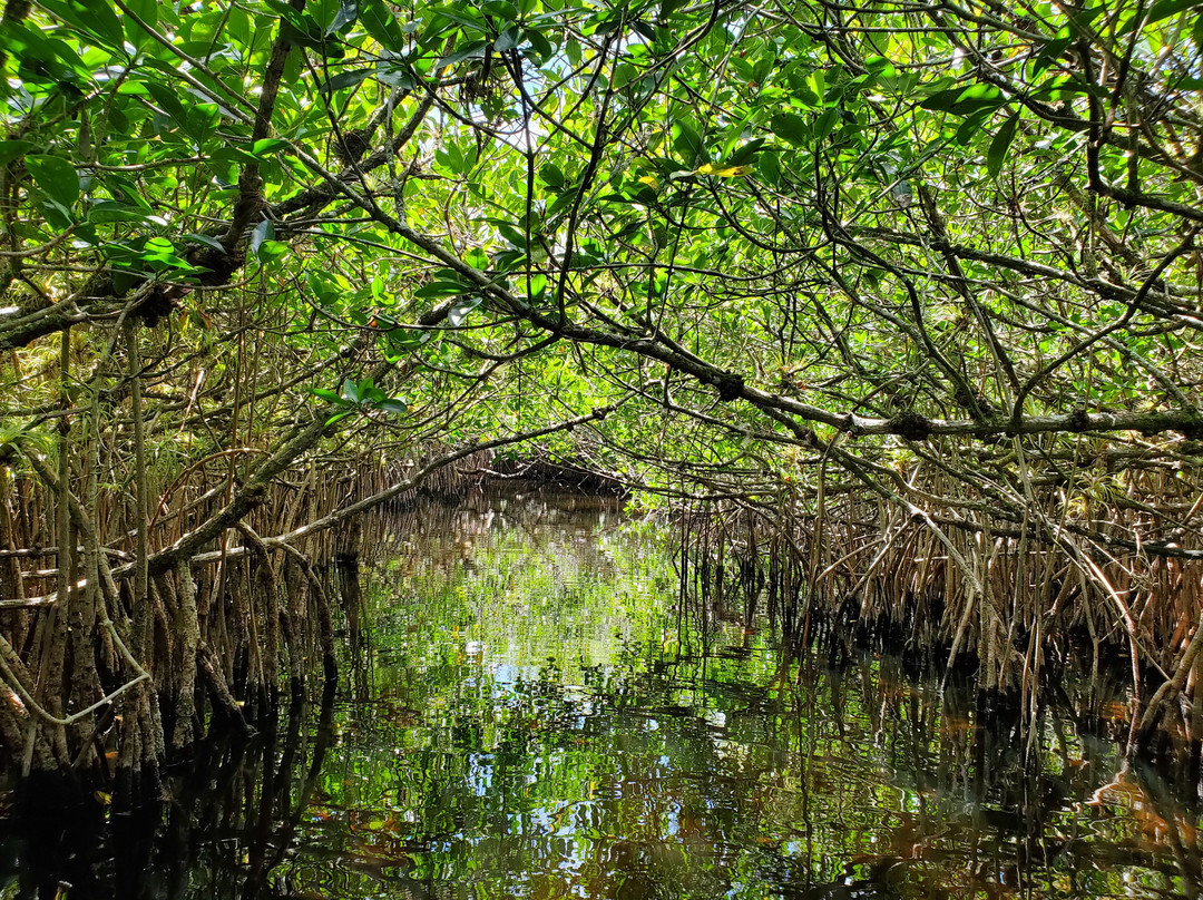 Turner River Paddling Trail-奥乔皮必去景点