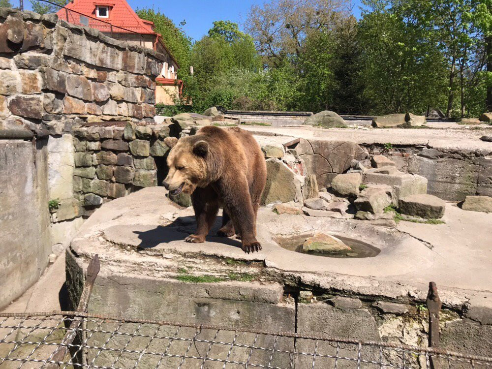 Kaliningrad Zoo景点图片