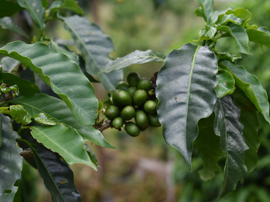 Bellavista旅游景点-Lava Java