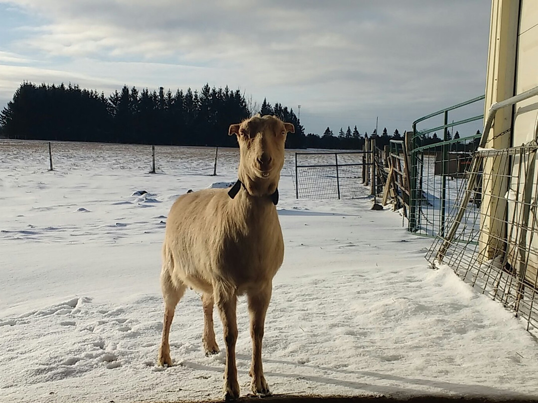 River's Edge Goat Dairy-Arthur必去景点
