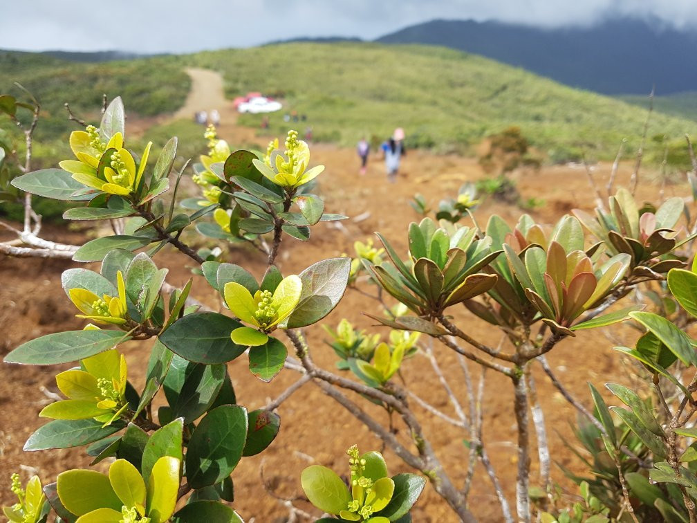 Mount Redondo Natural Bonsai Forest-Loreto必去景点