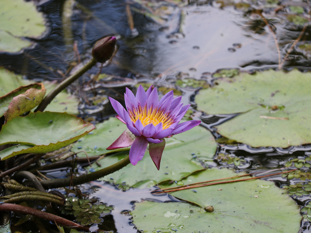 Pousada Mevlana Garden主图