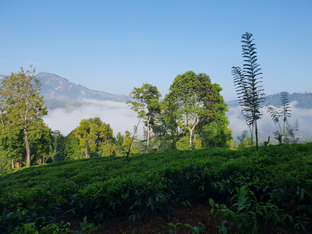 Upper Donside Planter's Bungalow主图