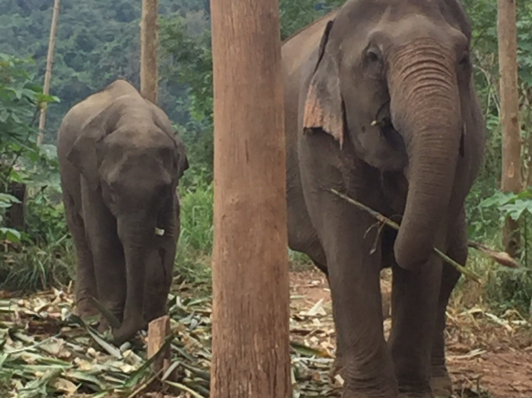 MandaLao Elephant Conservation景点图片
