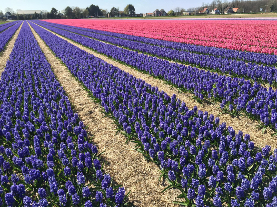 Holland  Day Tours景点图片