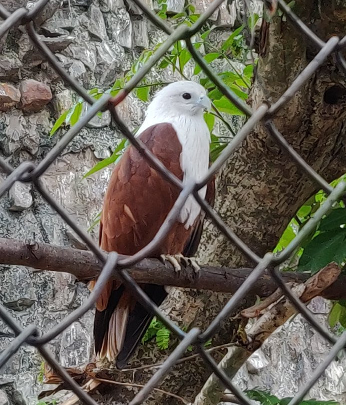 Arignar Anna Zoological Park景点图片