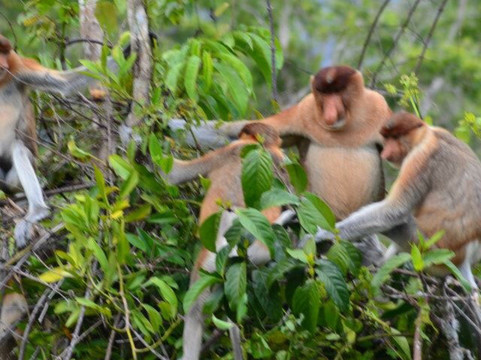 Tanjung Puting Tour-Pangkalan Bun必去景点