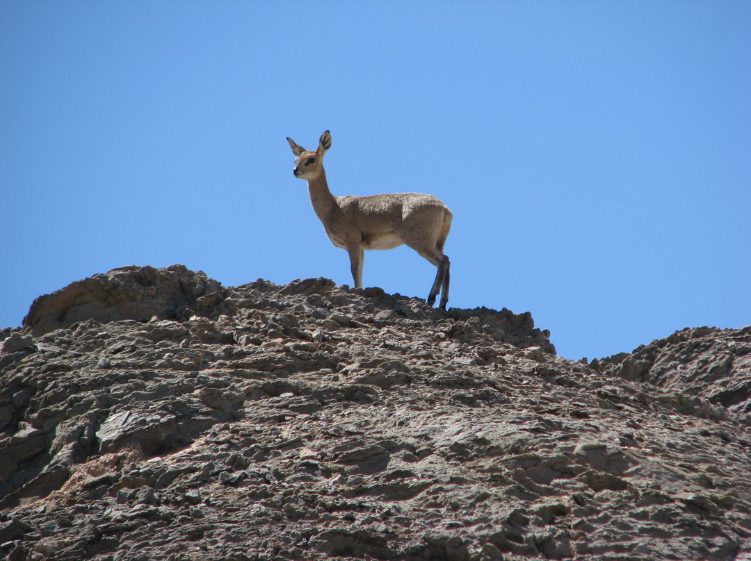 Kallisto Tours-斯瓦科普蒙德必去景点