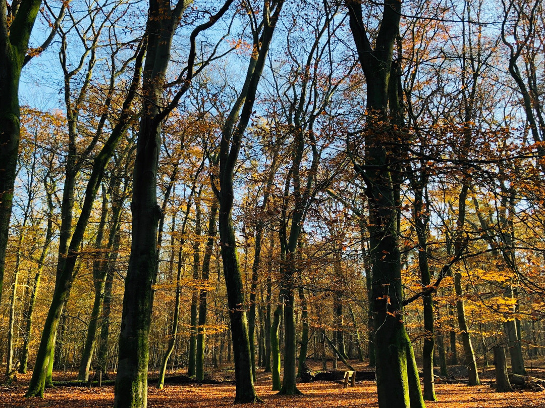 Leuvenumse bossen-Leuvenum必去景点