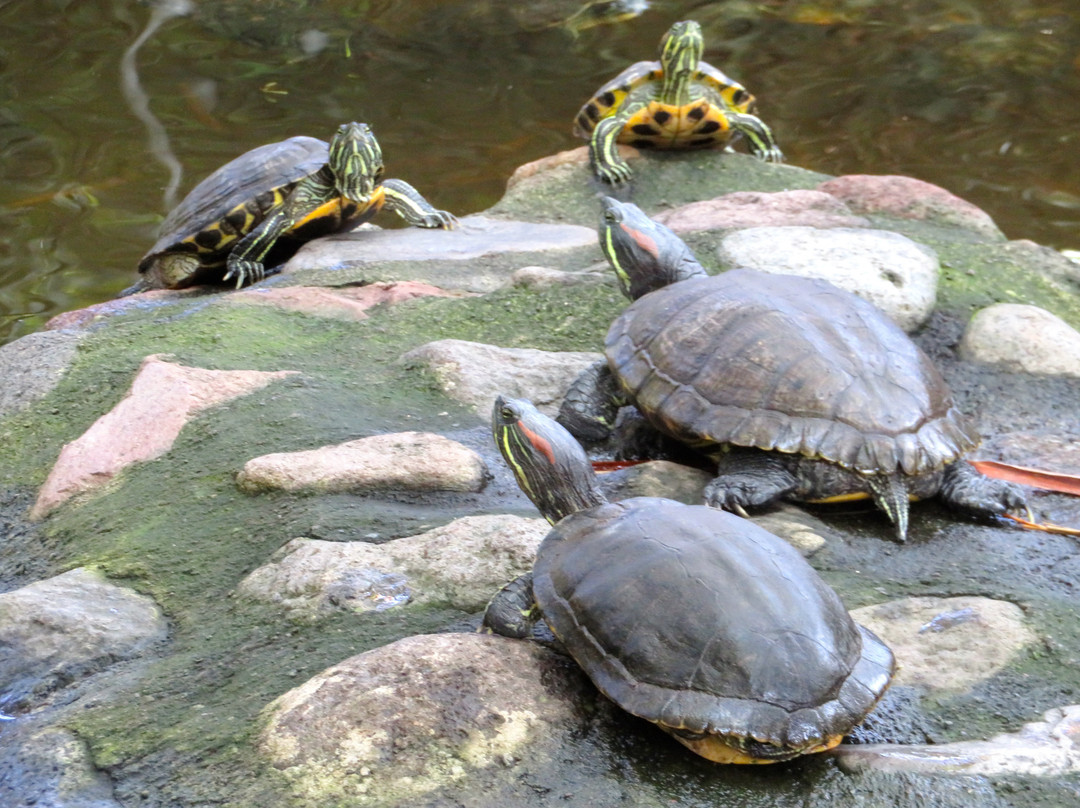 Ex Hacienda de Nogueras-Comala必去景点