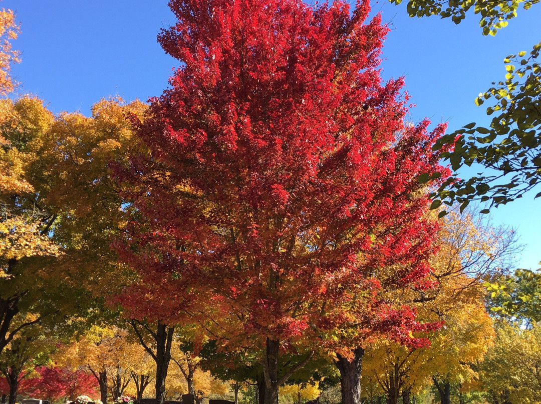 Maplewood Cemetery-Harrison必去景点