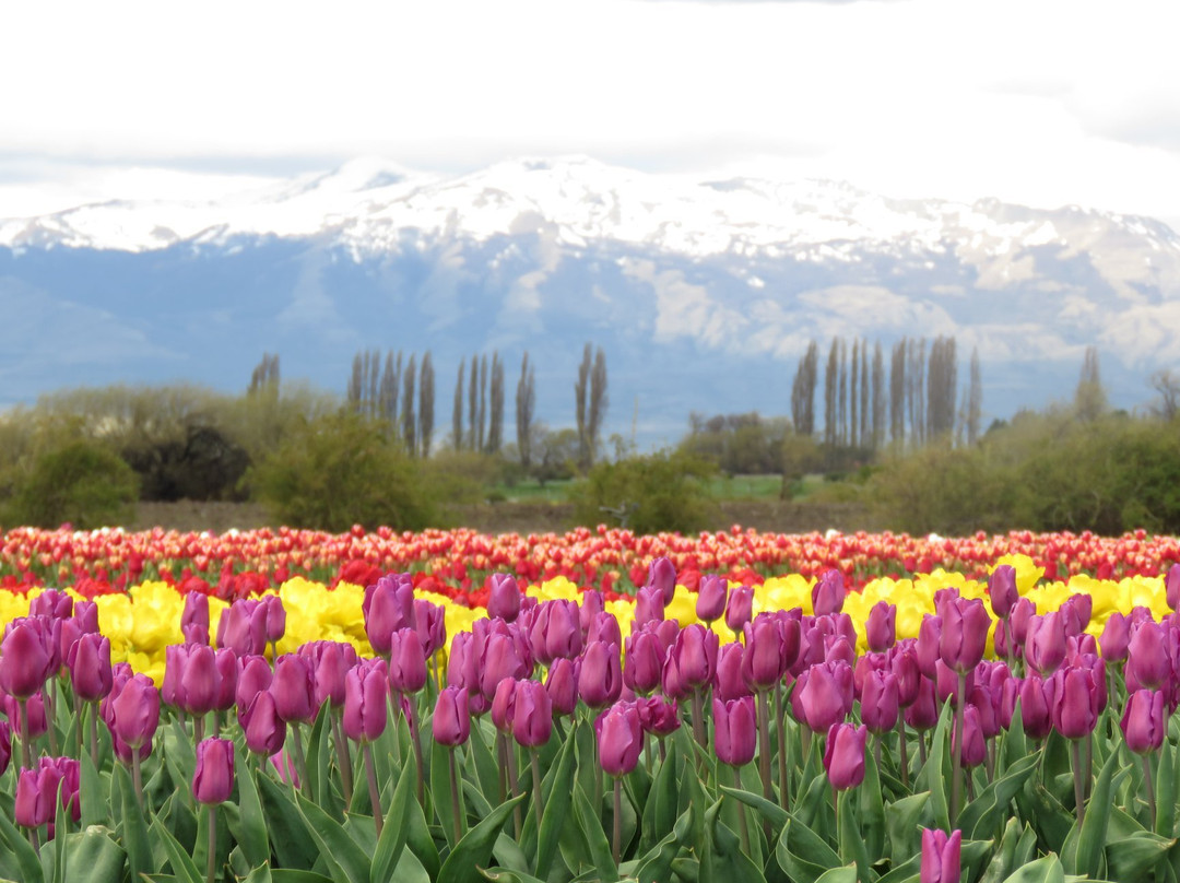 Campo De Tulipanes景点图片