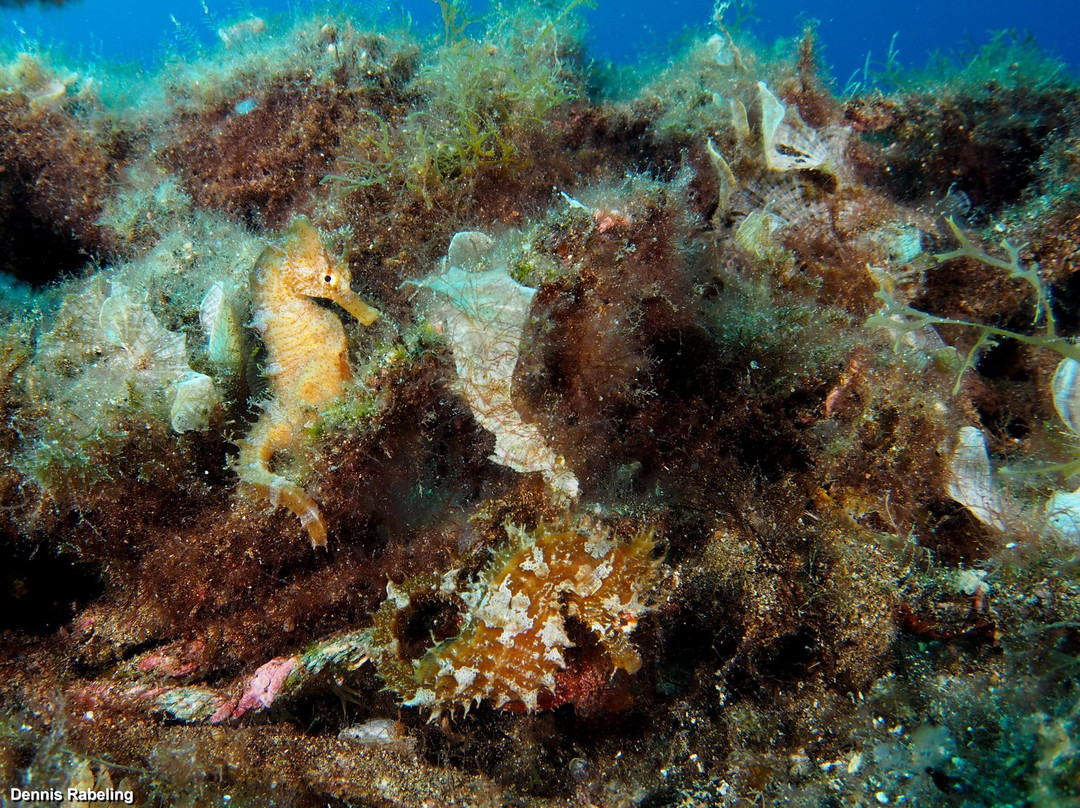 Euro-Divers Lanzarote-卡门港必去景点
