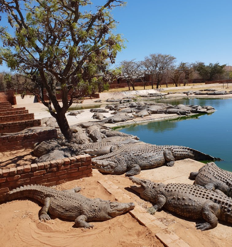 Thaba Kwena Crocodile Farm景点图片