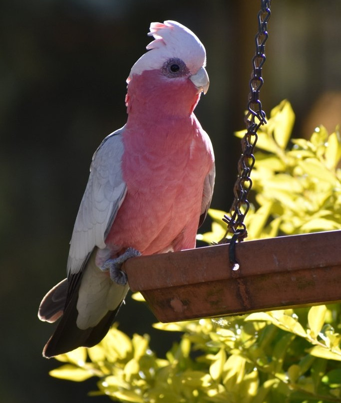 Mundubbera Billabong Motor Inn主图