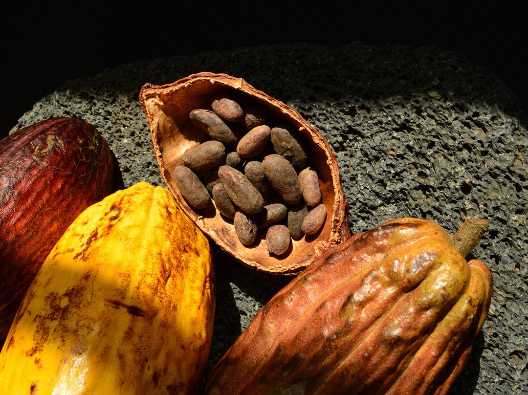 Botanica Chocolate景点图片
