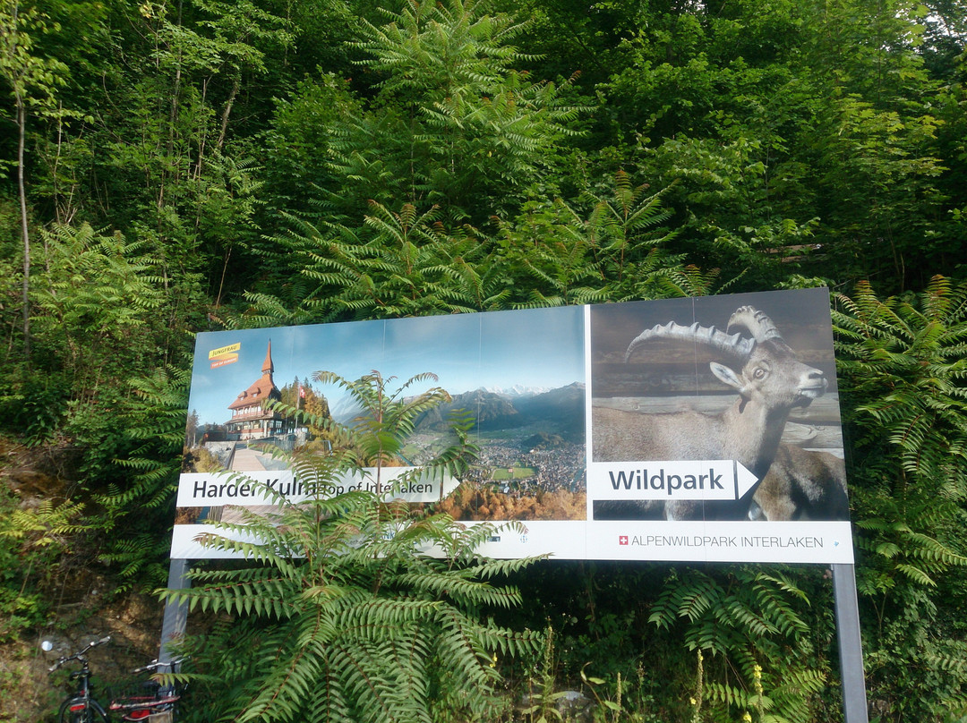 Alpine Wildlife Park Interlaken-因特拉肯必去景点
