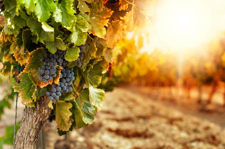 Wine in Provence景点图片