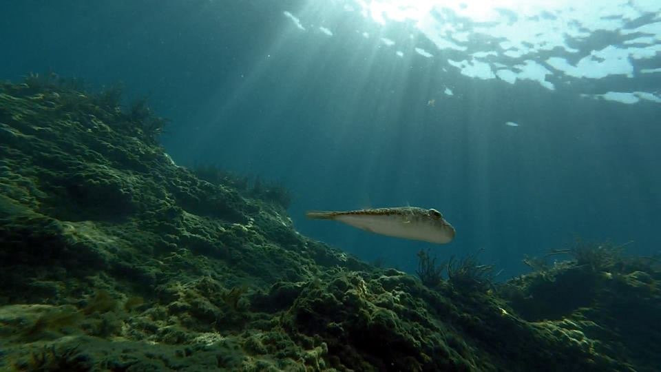 A & S Day Dive Club-皮索里必去景点