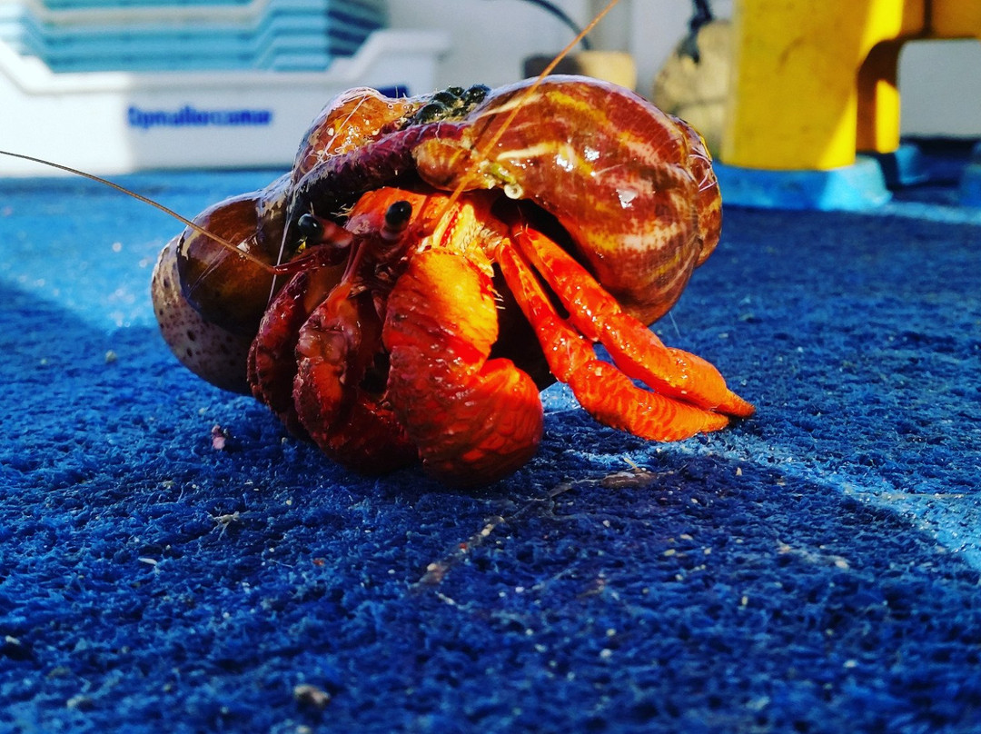 Mallorca Fishing Charter-爱博纳必去景点