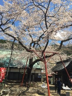 Kichijouji Temple景点图片