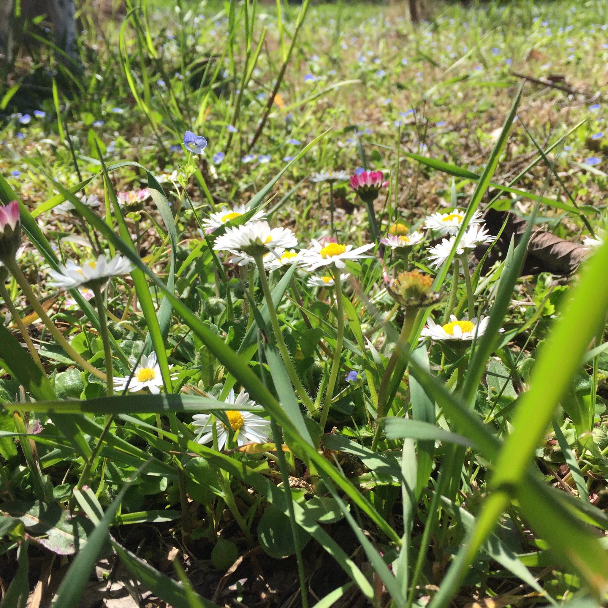 B&B Santopietro-官方