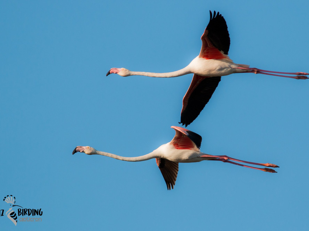 Cadiz Birding-塔里法必去景点
