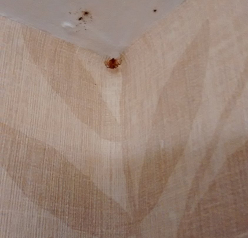 Comfort Inn And Suites Ambassador Bridge主图