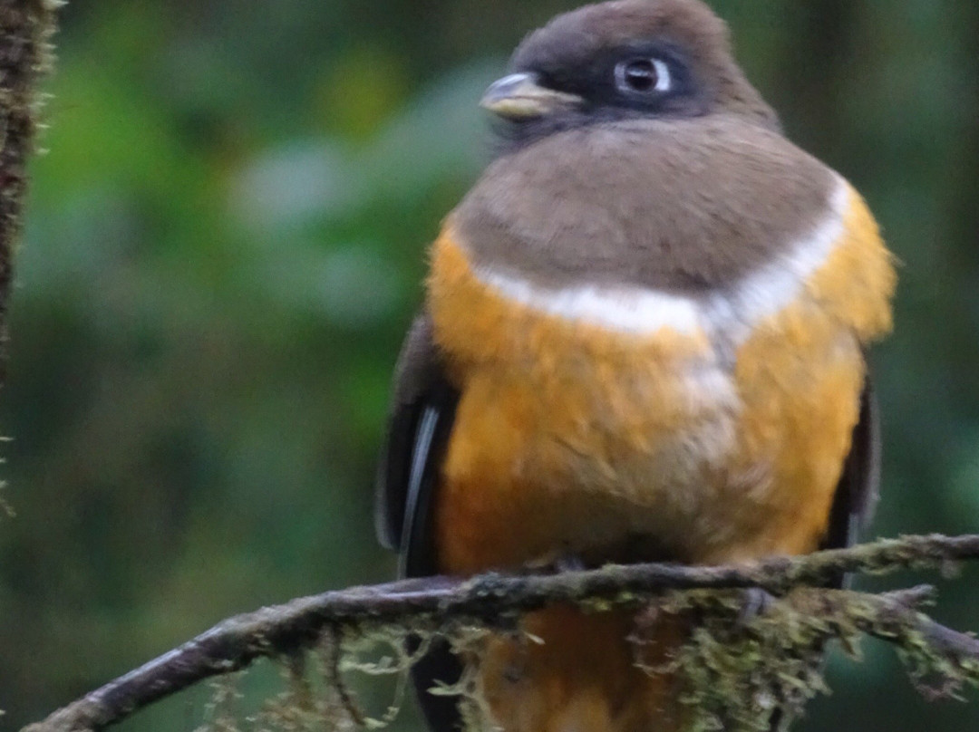 Reserva Bosque Nuboso Santa Elena景点图片