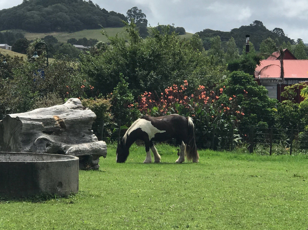 Matakana Country Park-马塔卡纳小镇必去景点