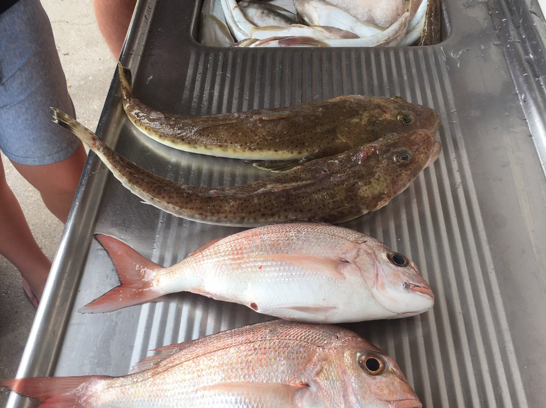Apollo Bay Fishing & Adventure Tours景点图片