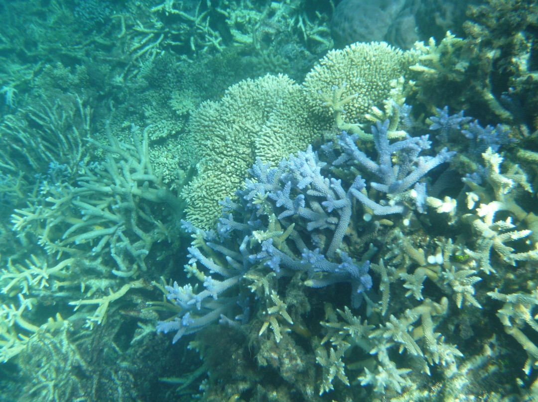 Agincourt Reef景点图片