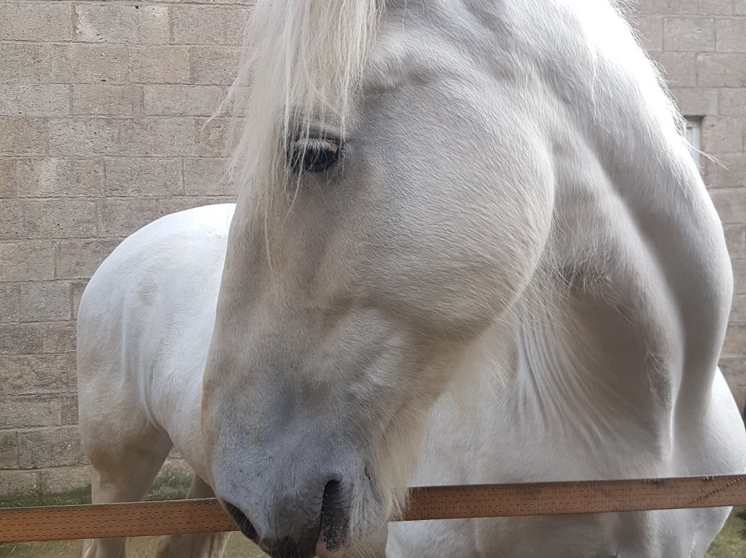 The Angel and White Horse景点图片