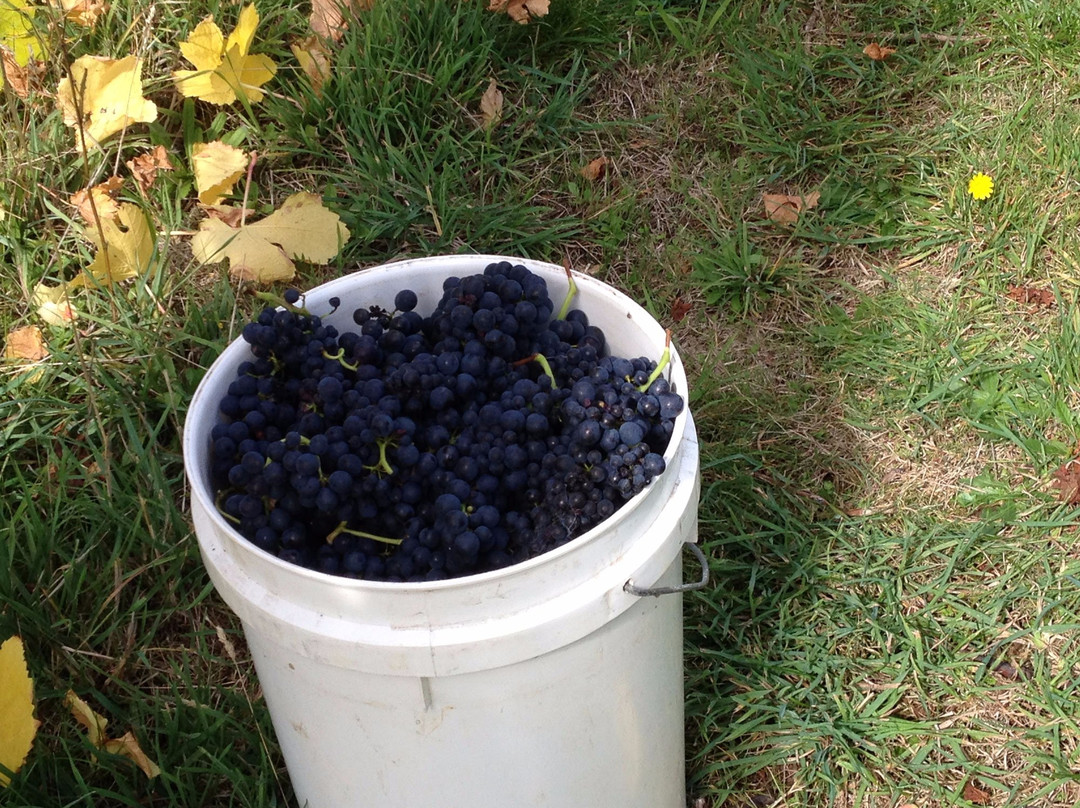 Leven Valley Vineyard-Gunns Plains必去景点