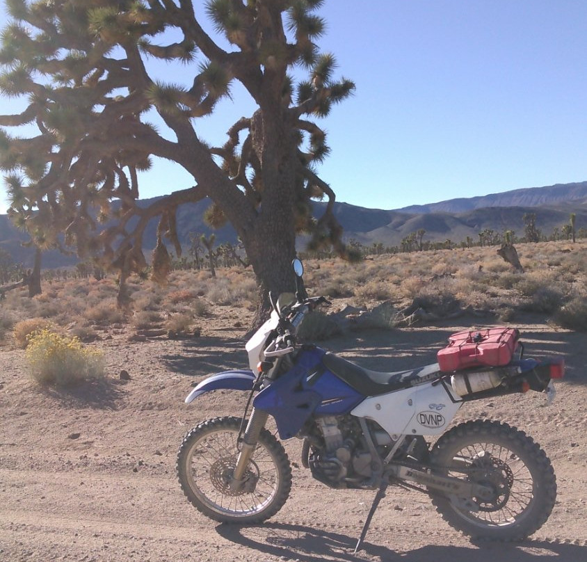 Lee Flat Joshua Trees-死亡谷国家公园必去景点