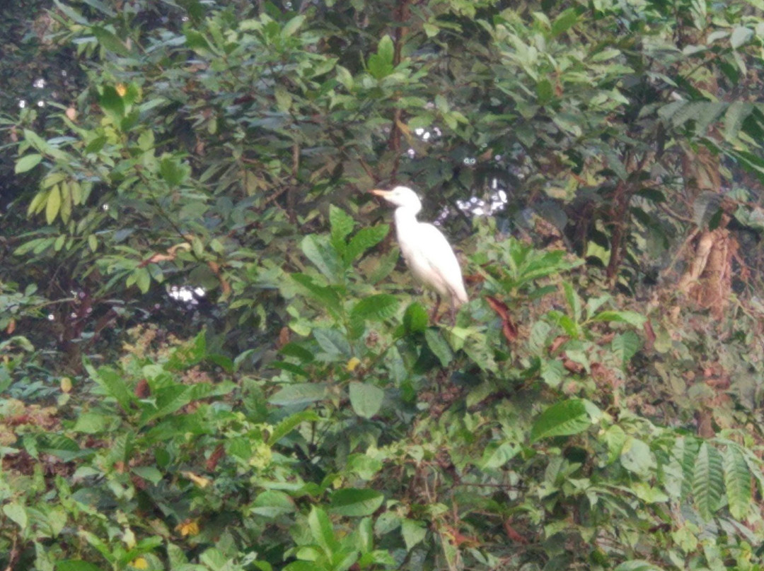 Gorumara Forest景点图片