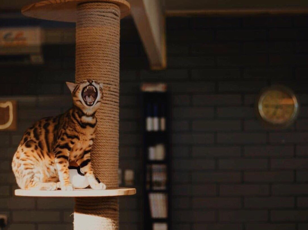 Hashtag meow景点图片