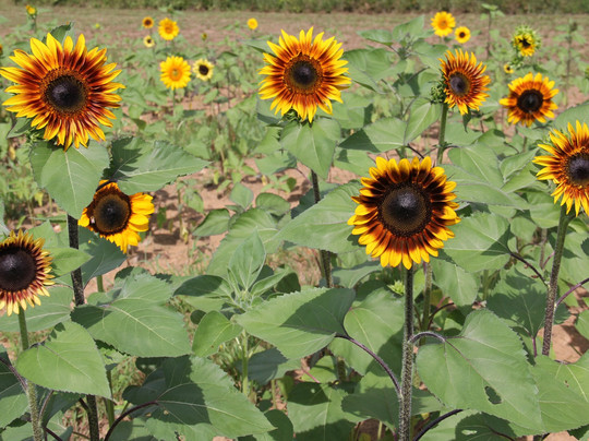 Burnside Farms-Haymarket必去景点