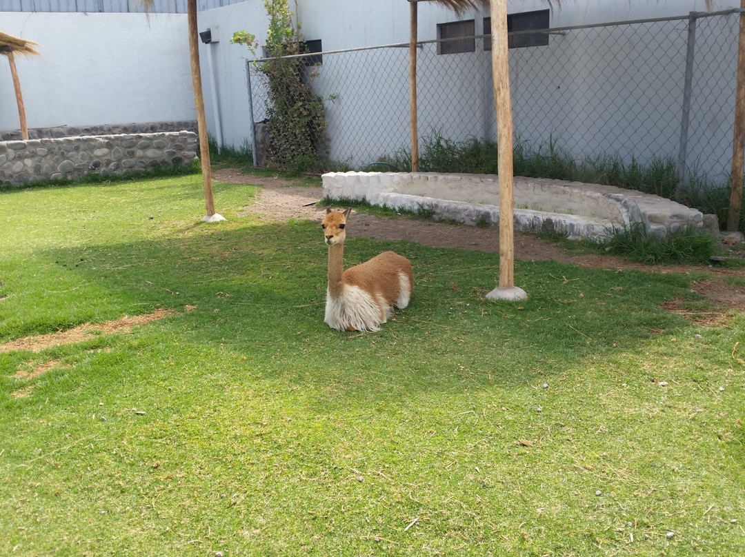 Incalpaca-阿雷基帕必去景点