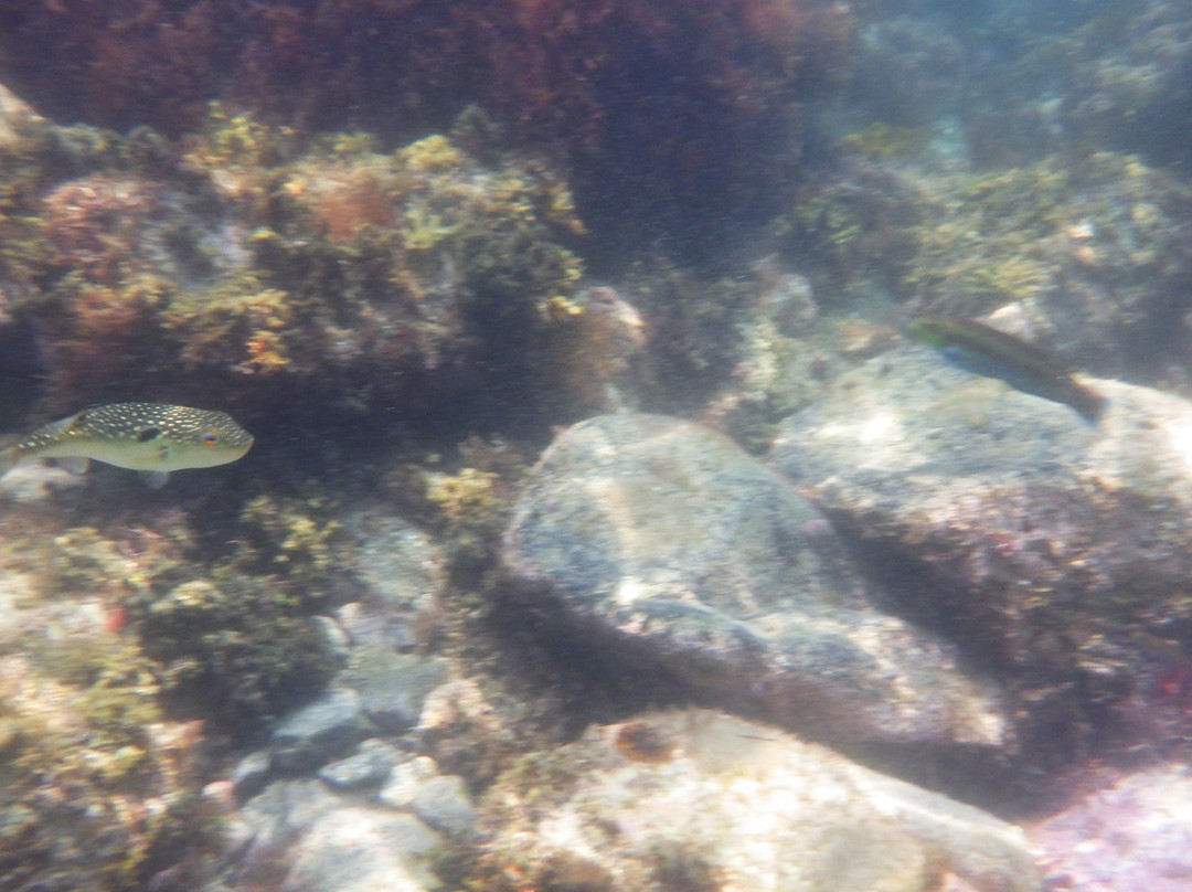 Tagosehama Beach-西伊豆町必去景点