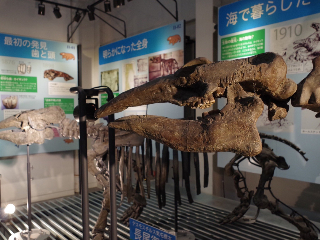 足寄动物化石博物馆-足寄町必去景点